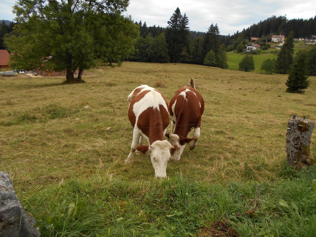 Appartement La Timoniere Gérardmer Dış mekan fotoğraf